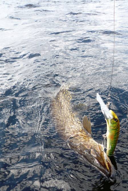 Top Köder!!! Top Köder!!!